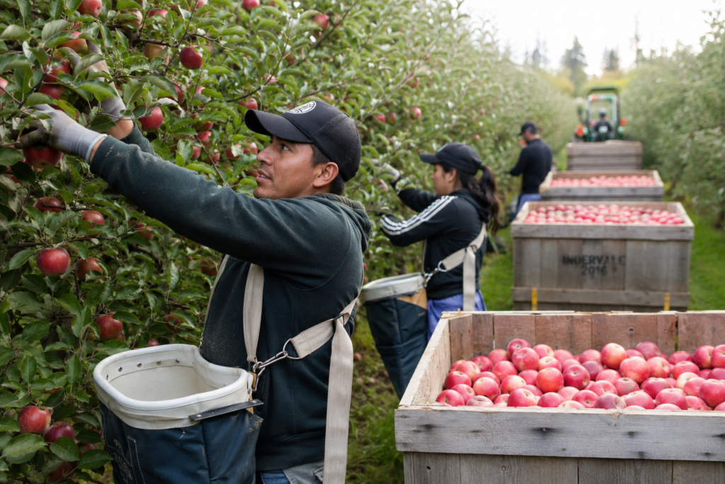 Apple Farm Worker – Harvesting Jobs in Canada 2026